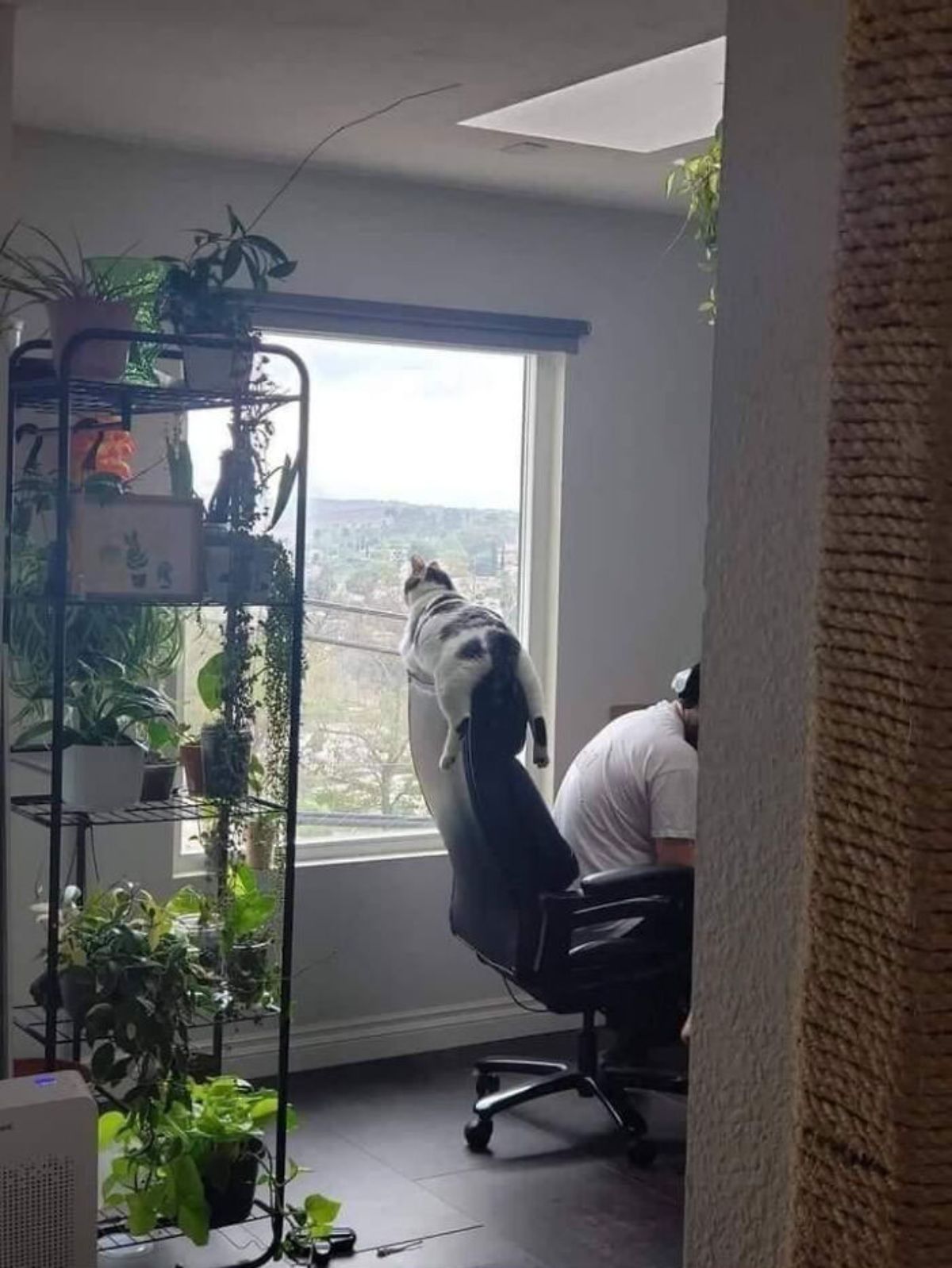 black and white cat laying on the top of a black office chair looking out a window with a man sitting in the seat