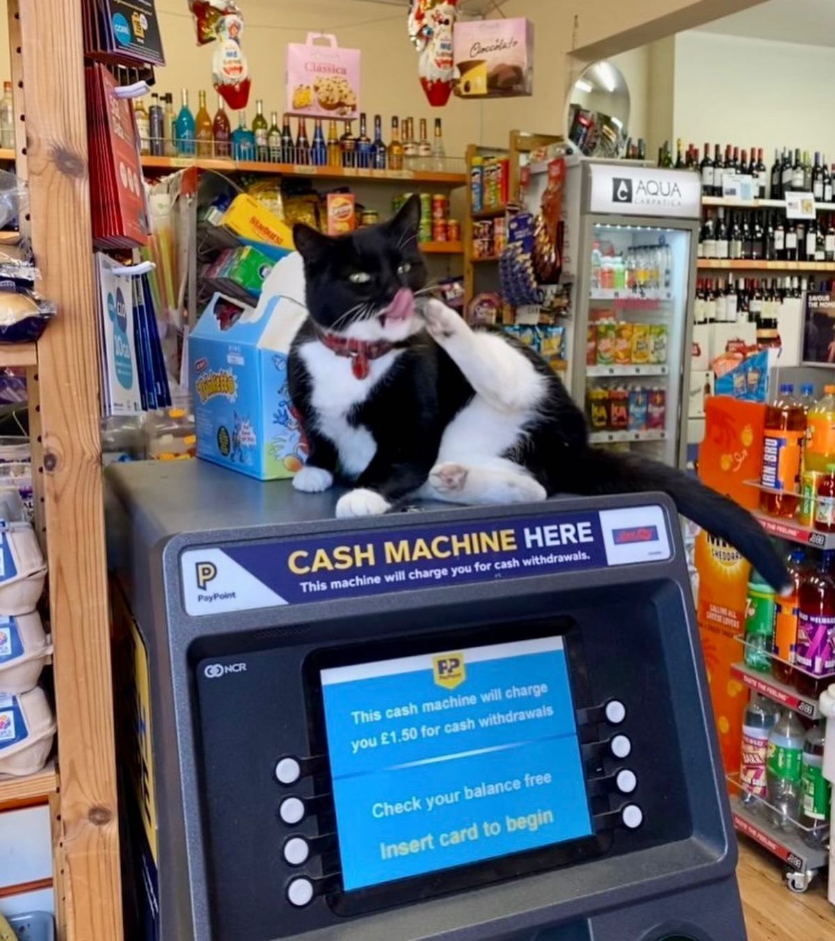 black and white cat licking a back paw on a cash machine