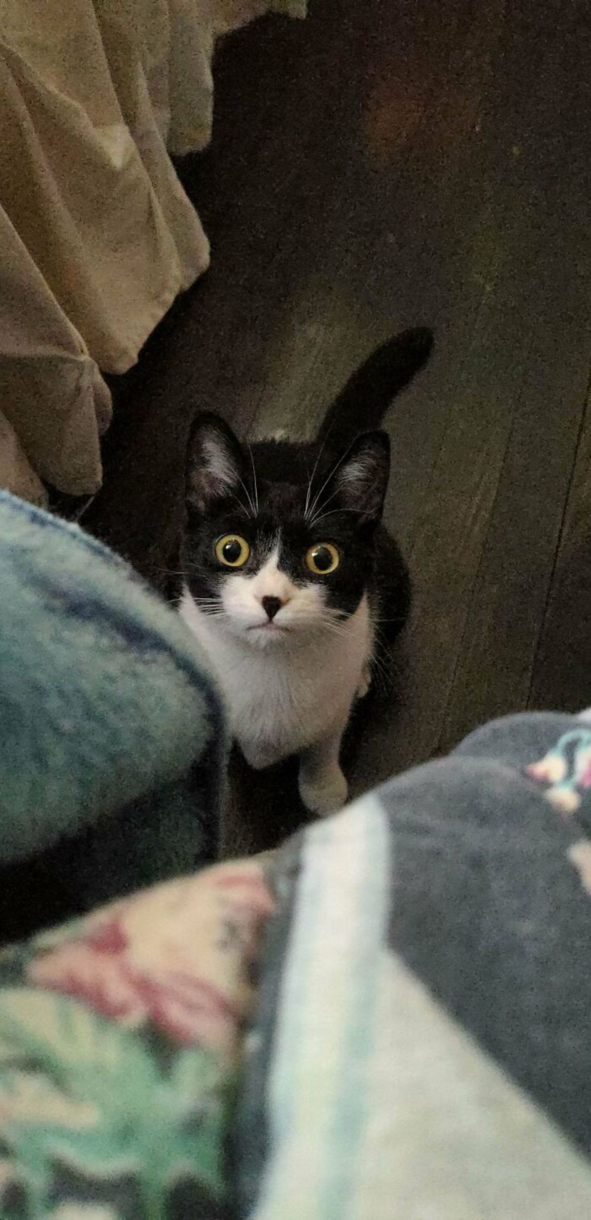 black and white cat looking up with widened eyes