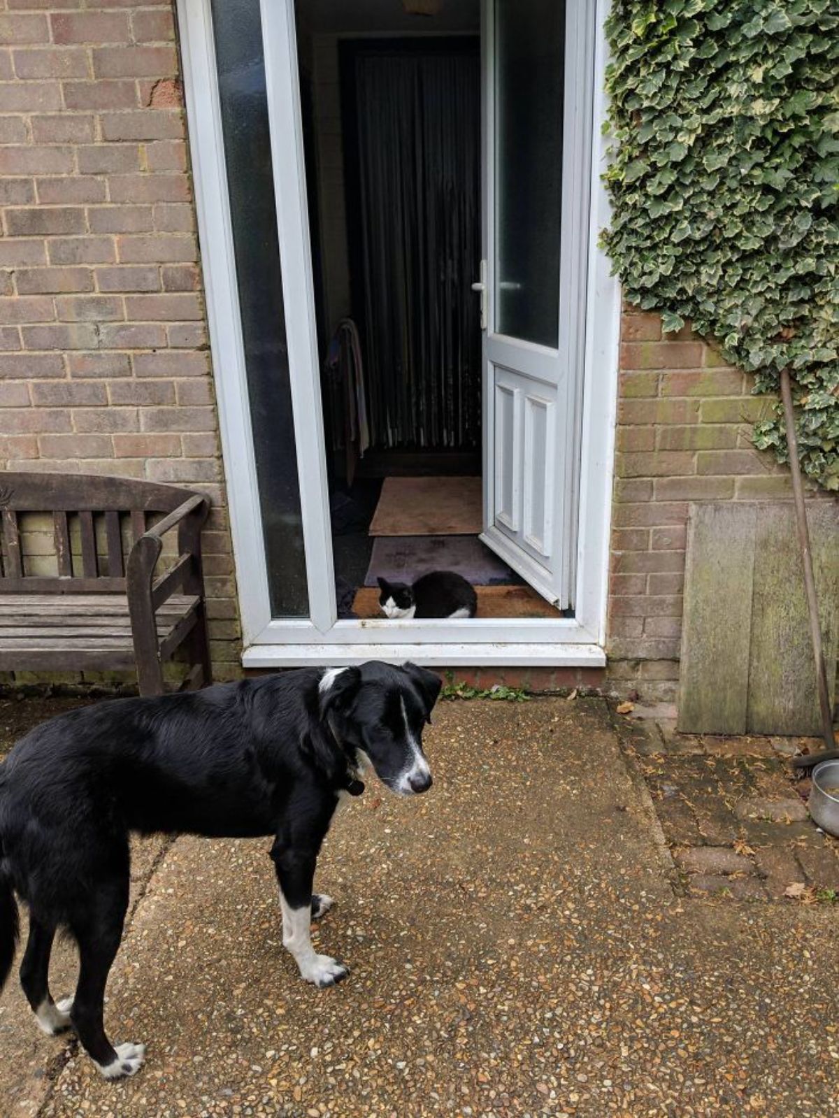 black and white cat sitting just inside a doorway and a black and white dog looking scared to go in