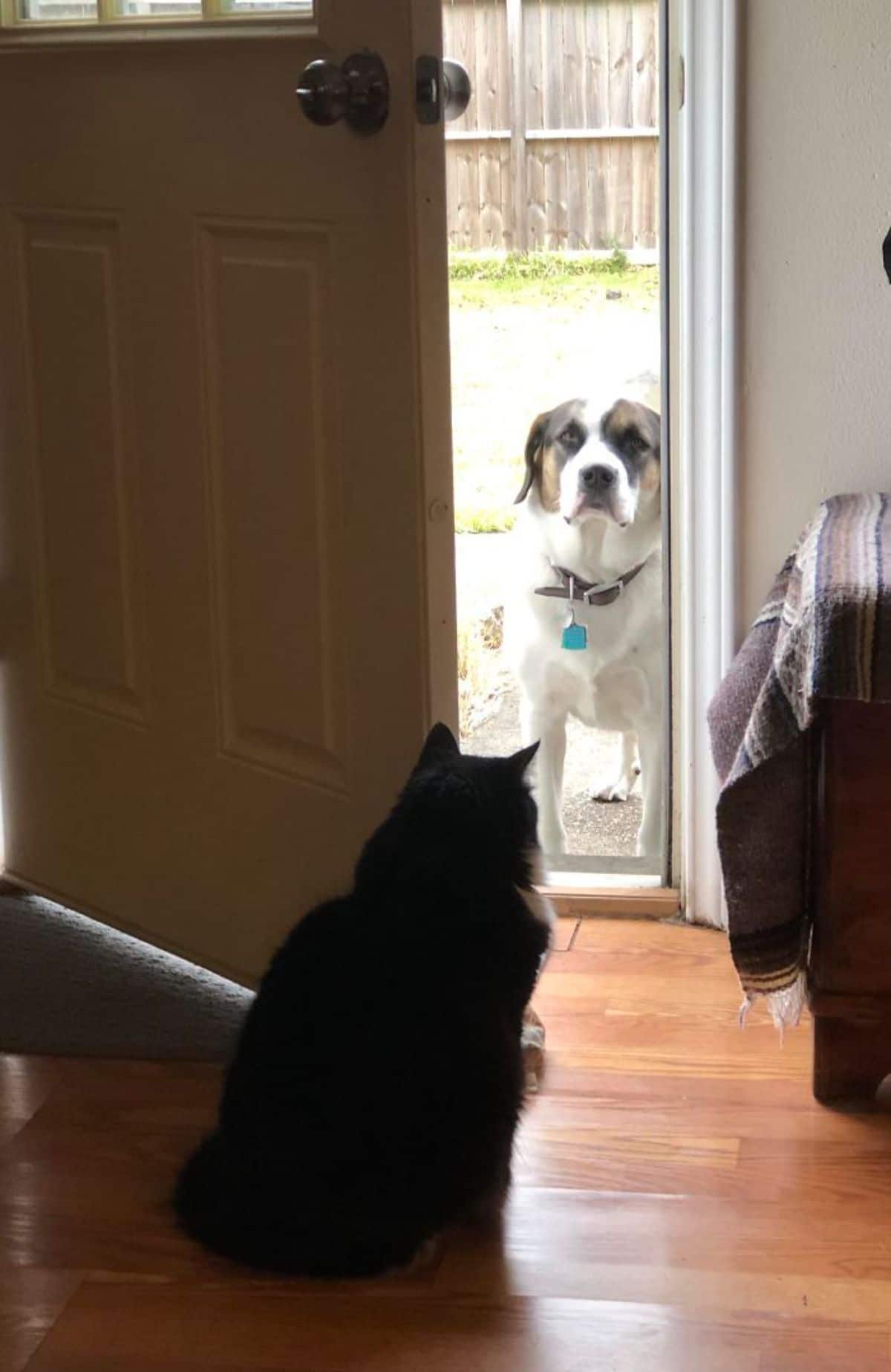 black and white cat sitting just inside an open door and white and brown dog looking nervous to come in