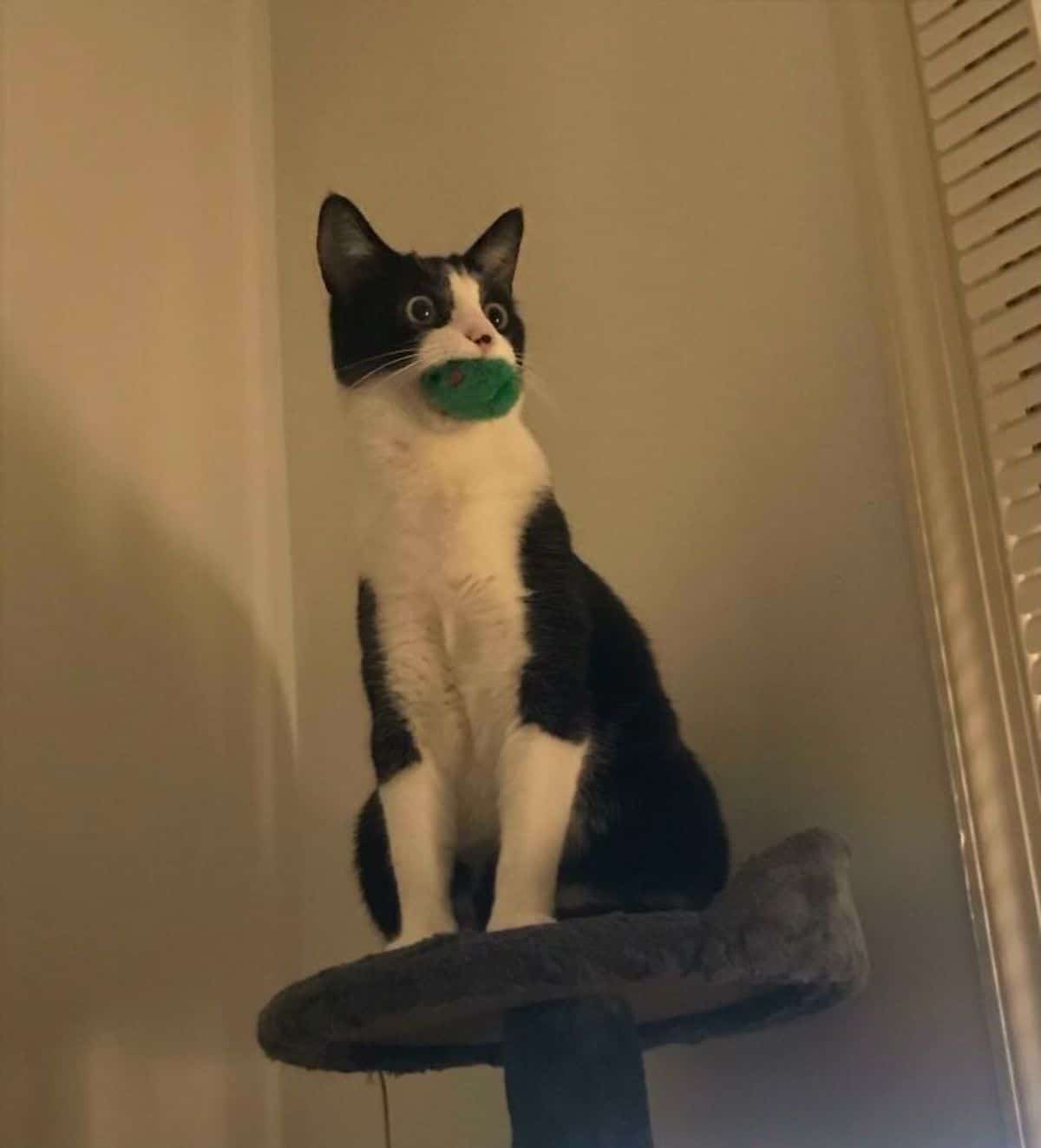 black and white cat sitting on a cat tree and holding a green ball in its mouth
