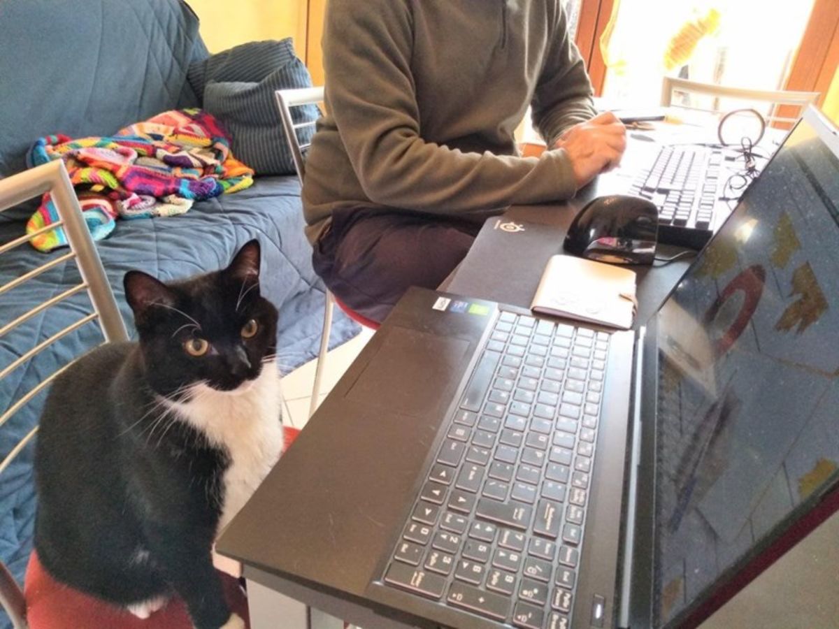 black and white cat sitting on a chair at a table in front of a laptop next to a person working on a laptop
