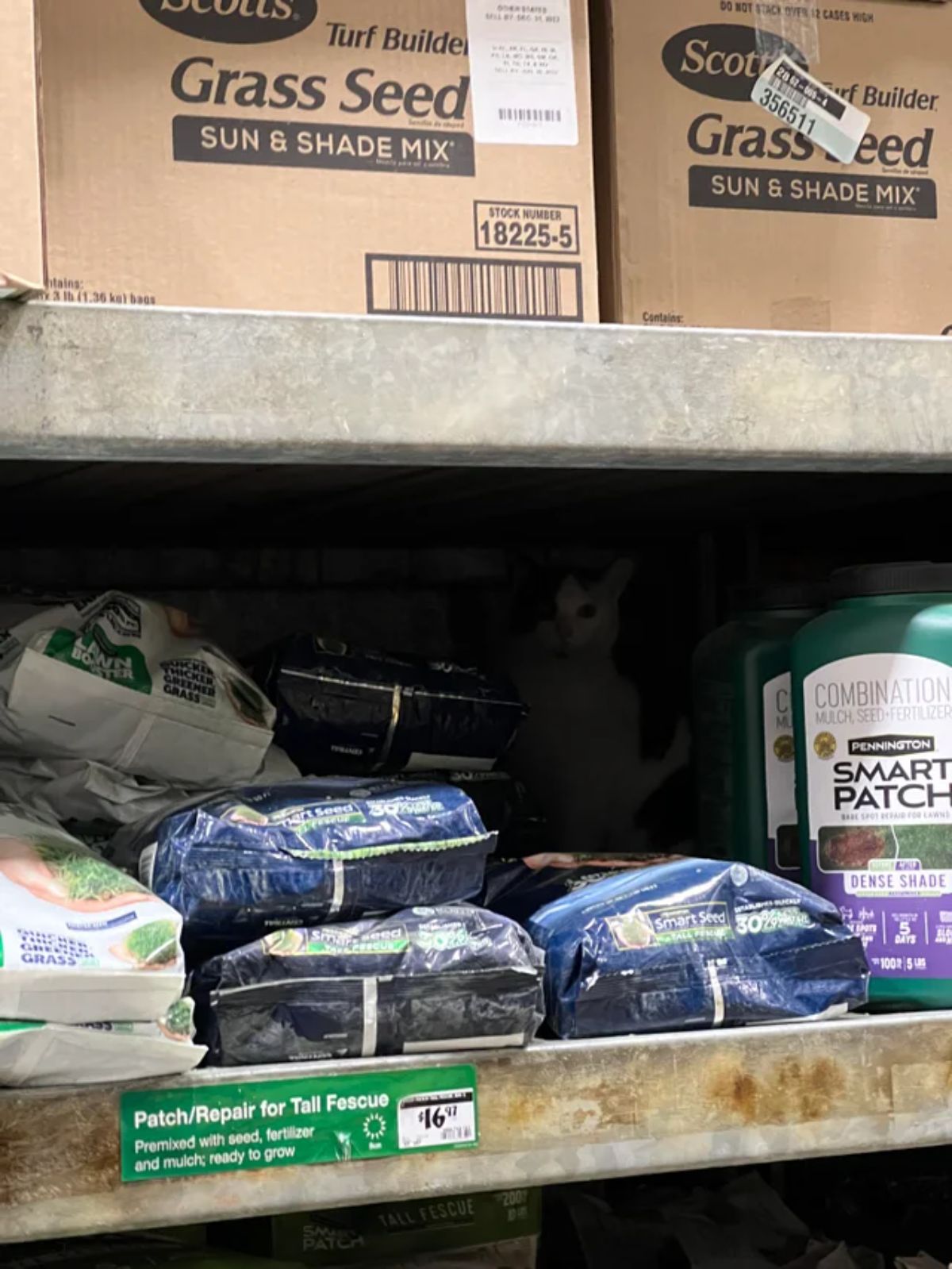 black and white cat sitting on a shelf behind large packs of fertiliser in a store