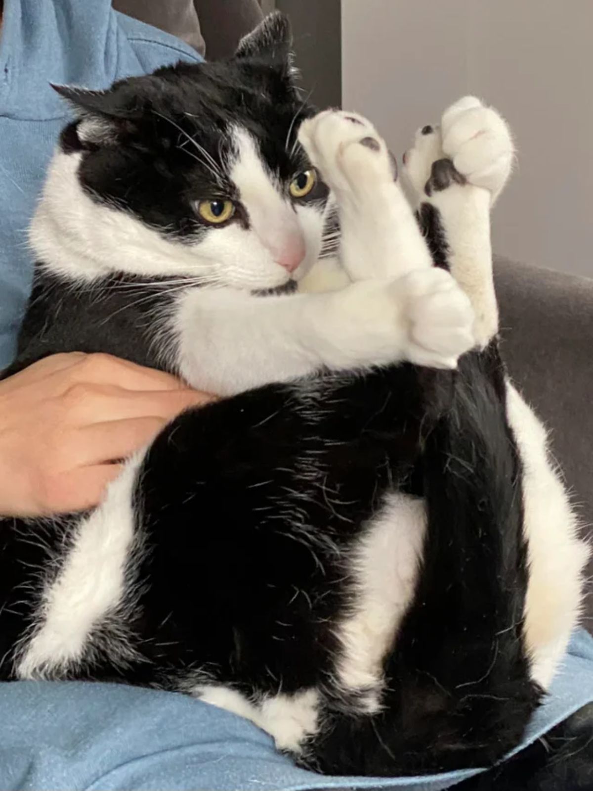black and white cat sitting on someone's lap and holding the back legs close with the front legs
