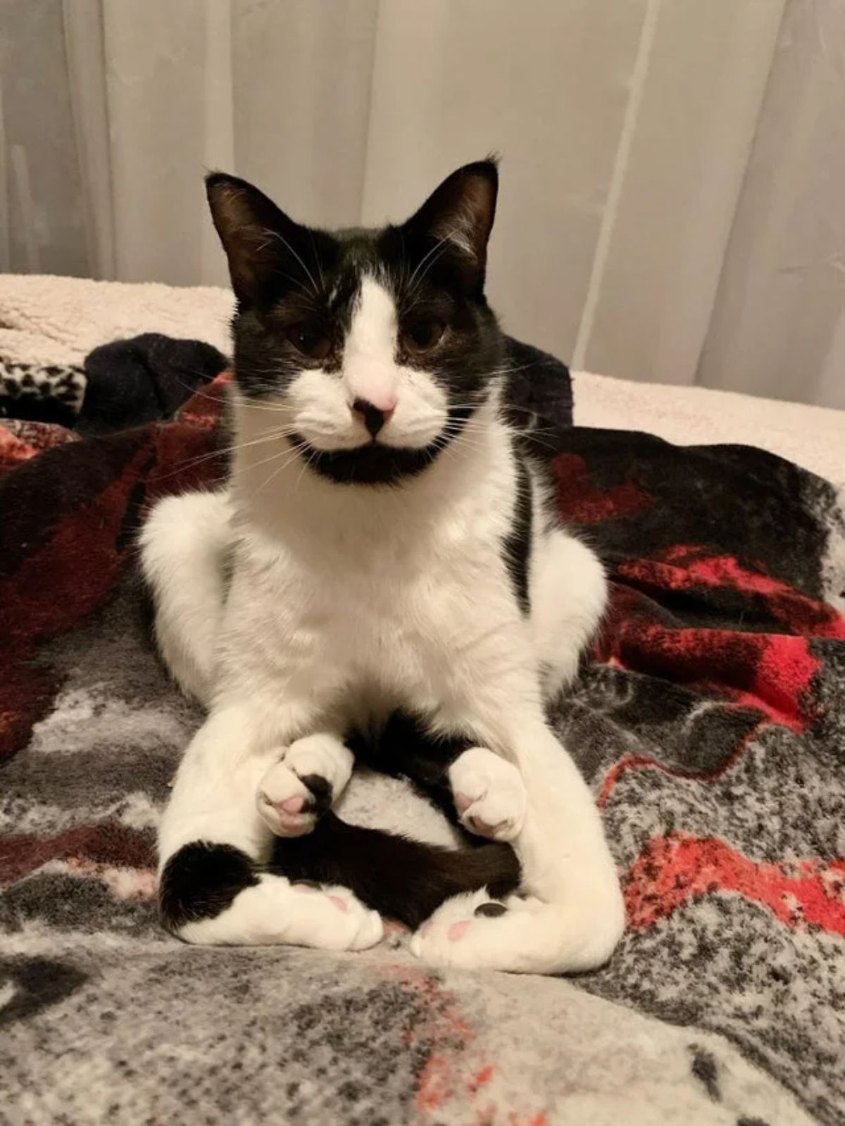black and white cat sitting with the back legs and tail sticking at the front with the front legs