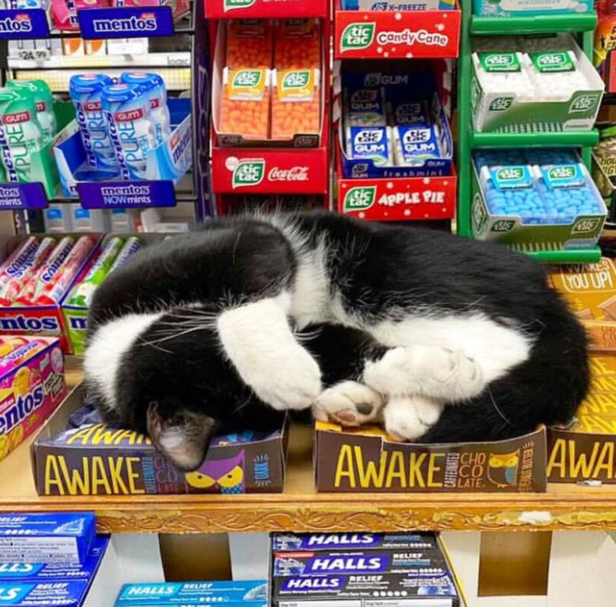 black and white cat sleeping on snacks in a store