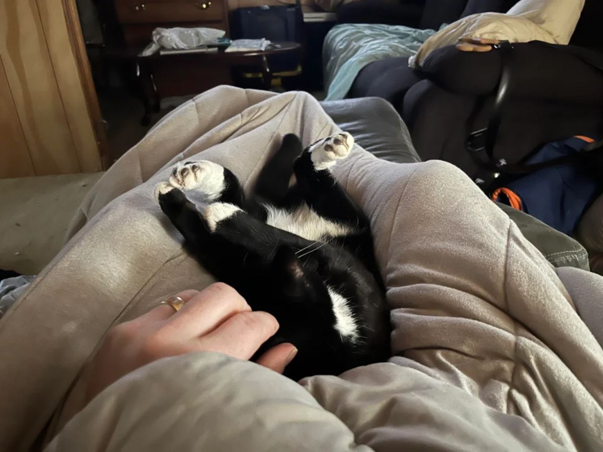 black and white cat sleeping on someone's lap with the back legs bent towards the head