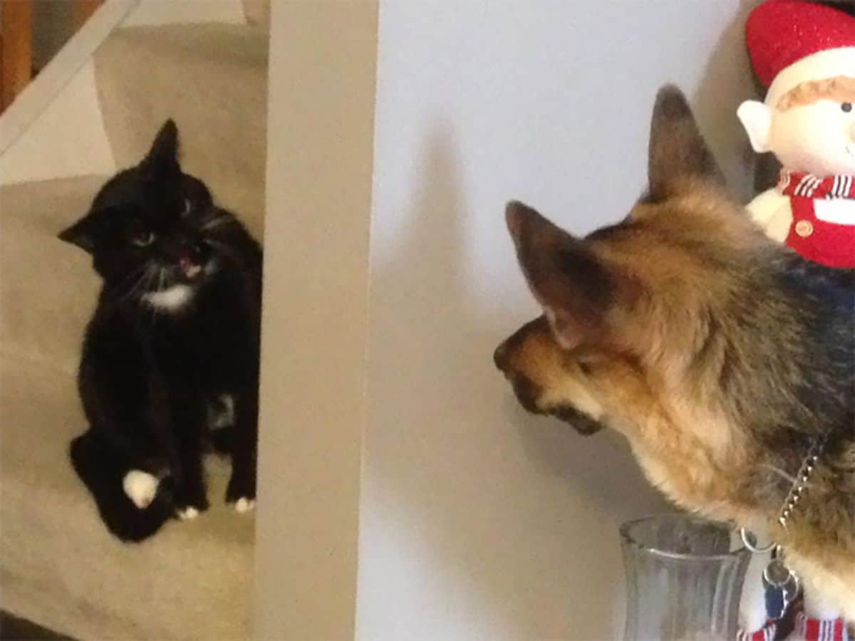 black and white cat snarling at a brown and black dog from around a wall