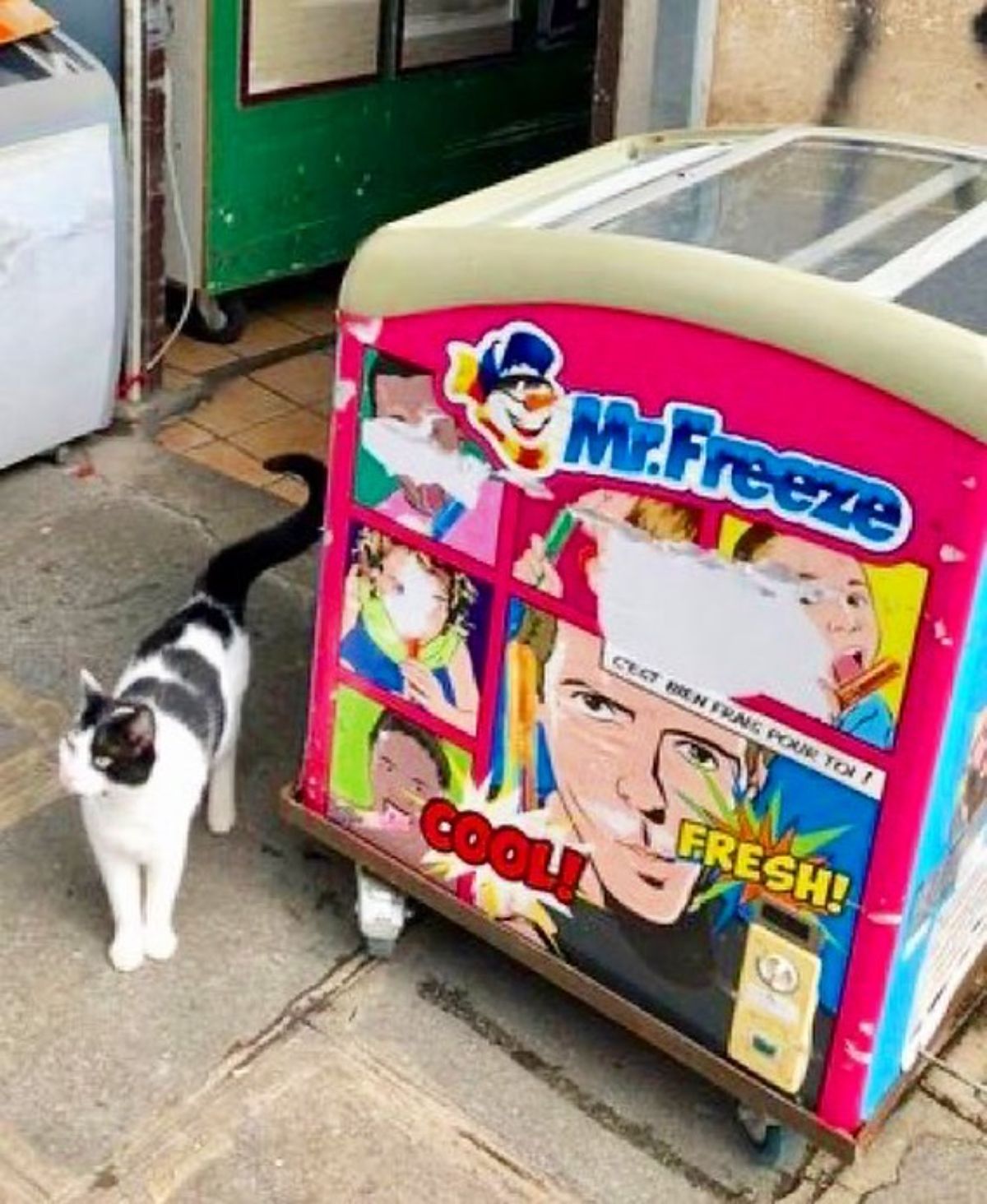 black and white cat standing next to an ice cream display