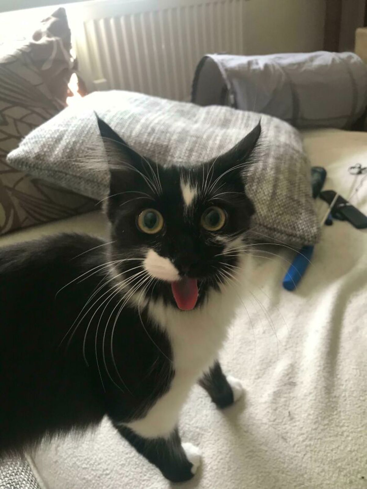 black and white cat standing on white bed with the mouth wide open with the tongue sticking out