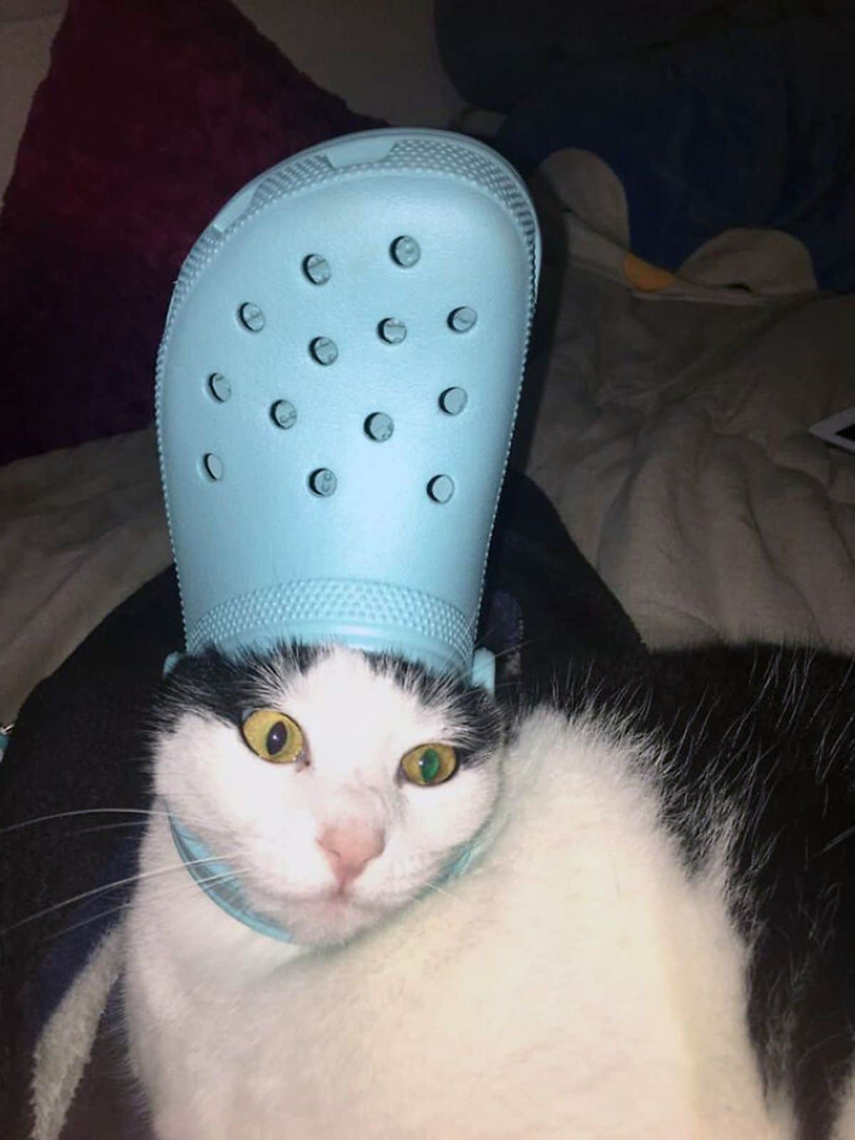 black and white cat wearing blue crocs slipper on the head