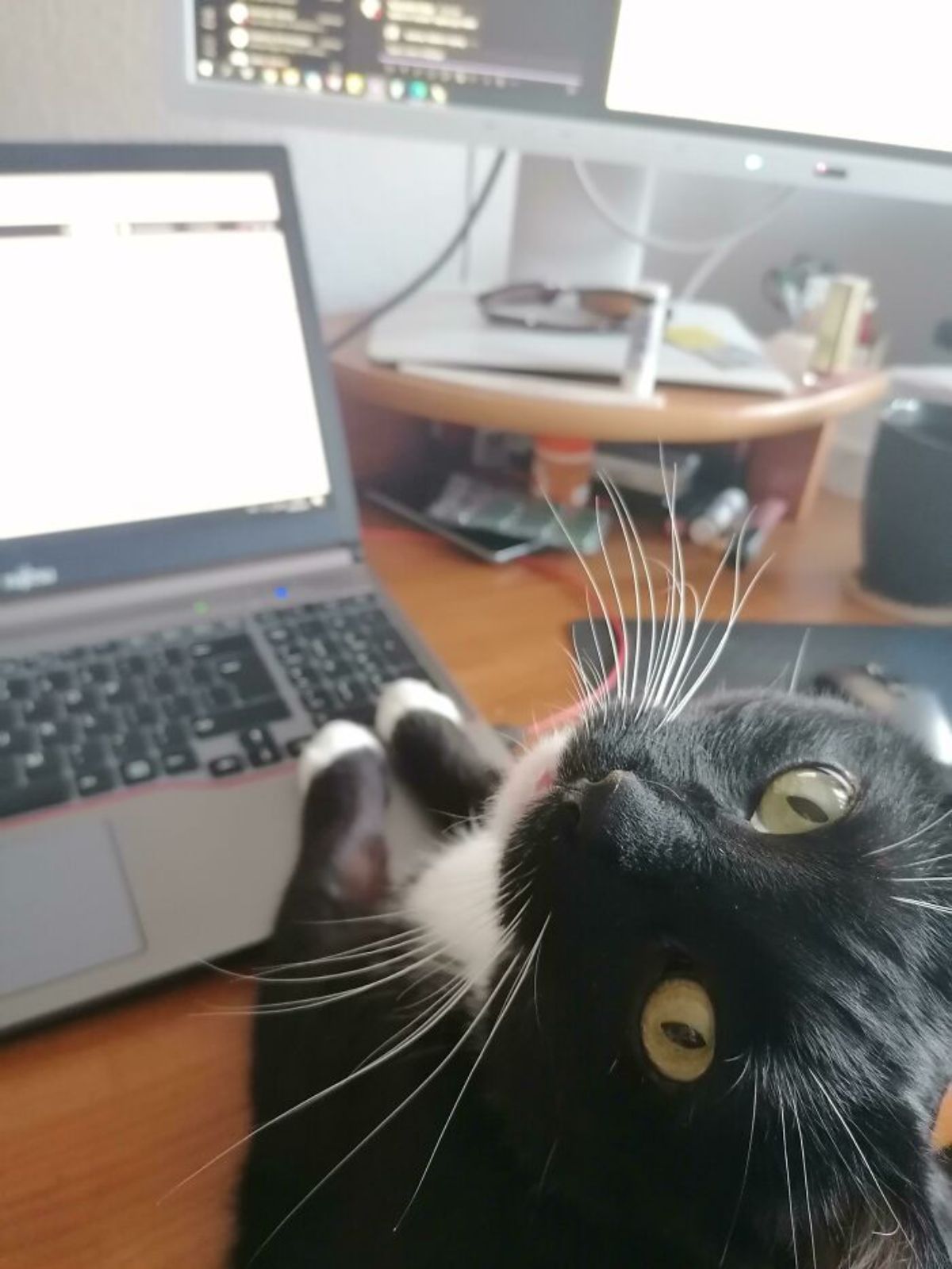 black and white cat with front paws on a laptop looking back and up lovingly at someone