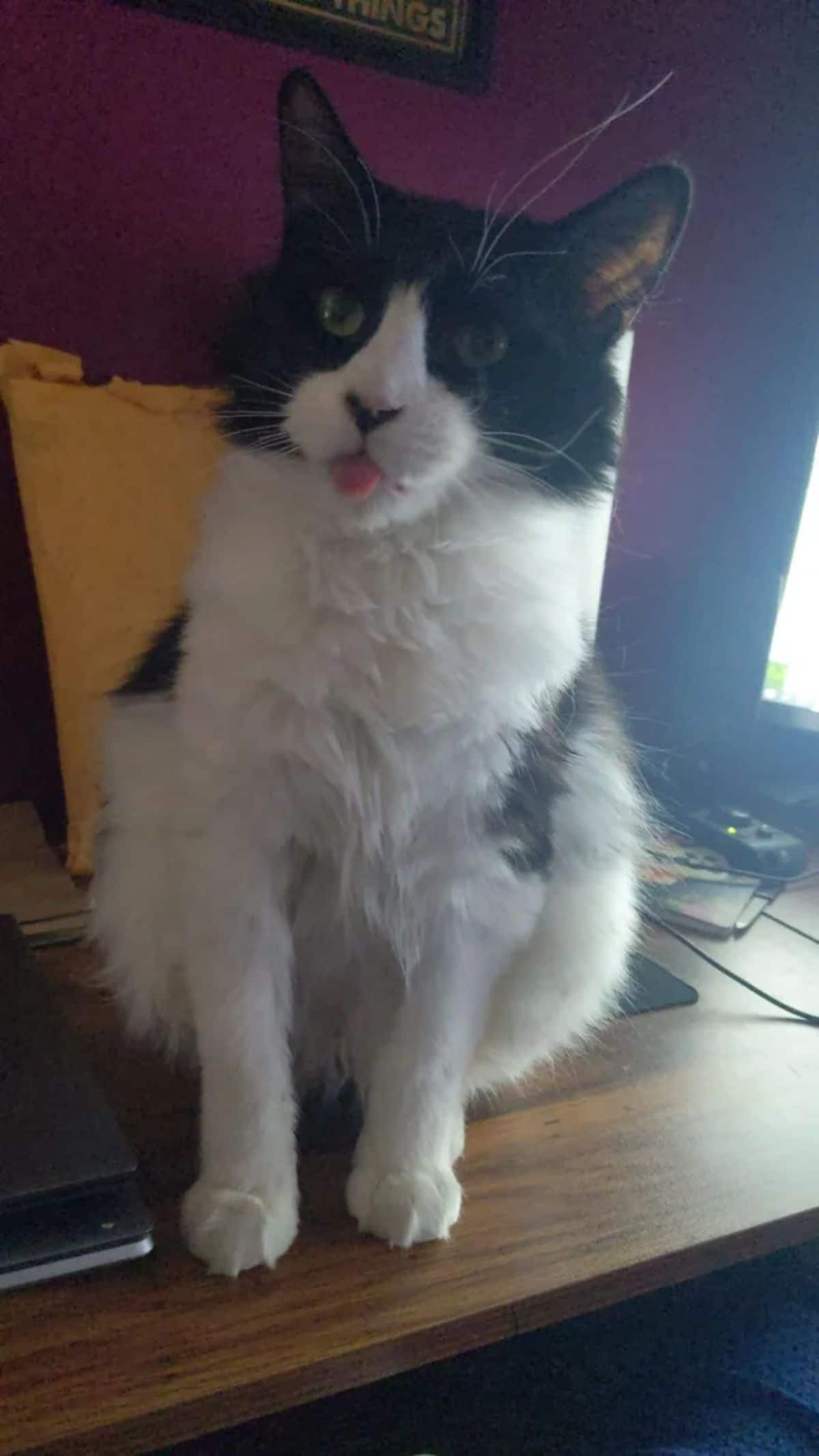 black and white cat with the tongue sticking out slightly