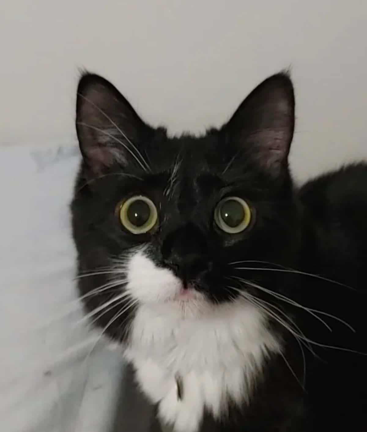 black and white cat with widened eyes