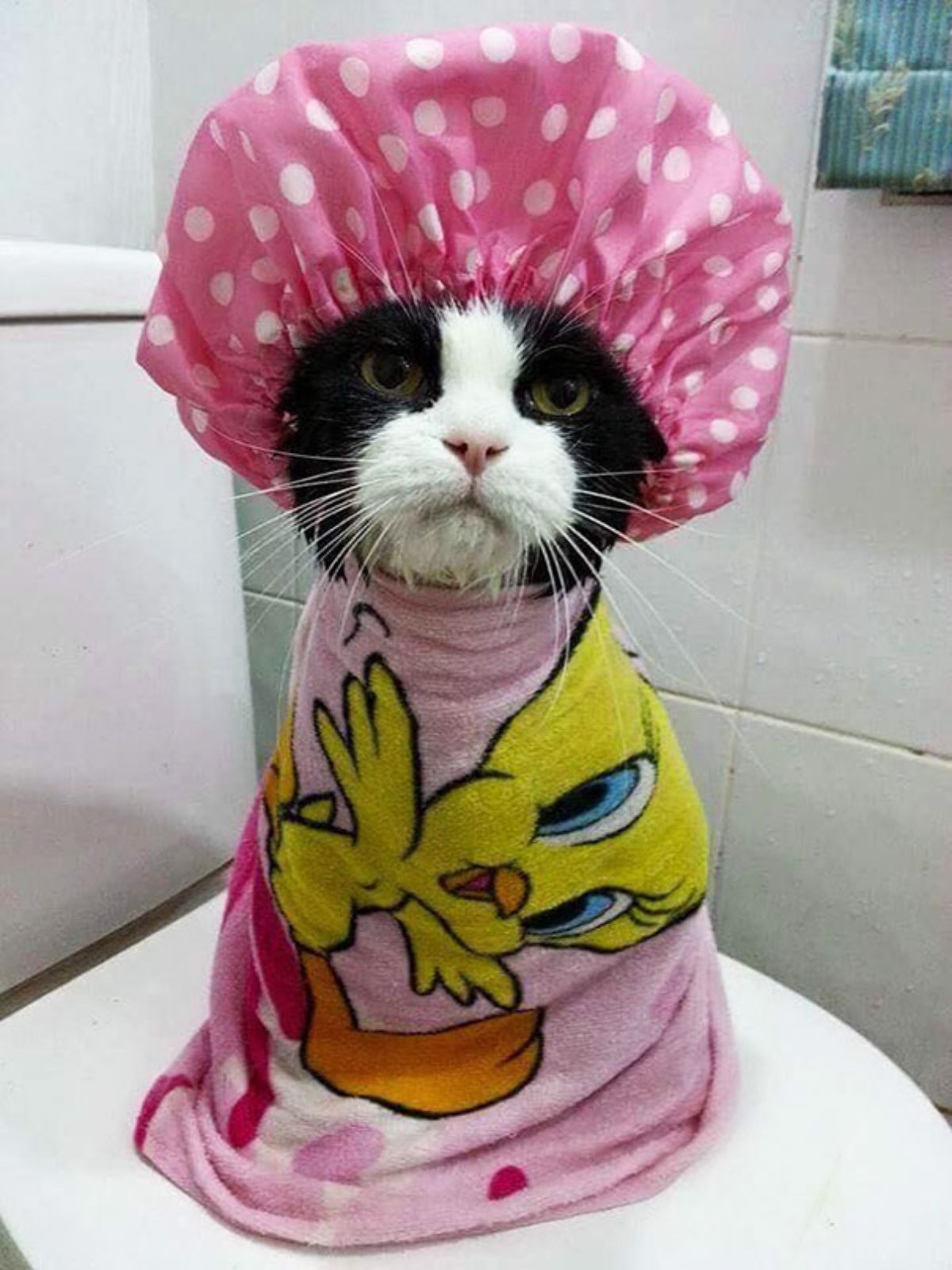 black and white cat wrapped in a pink and yellow tweety bird towel and wearing a pink and white polka dotted shower cap