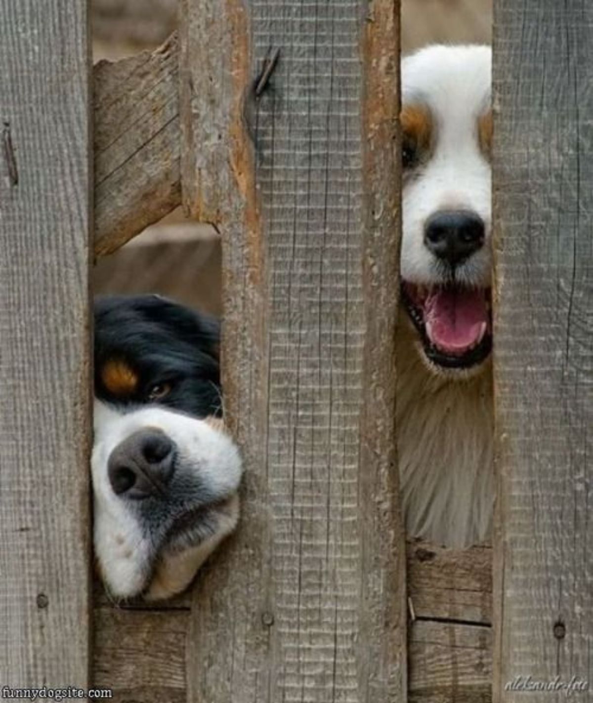 black and white dog and brown and white dog peeking through the gaps in a wooden fence