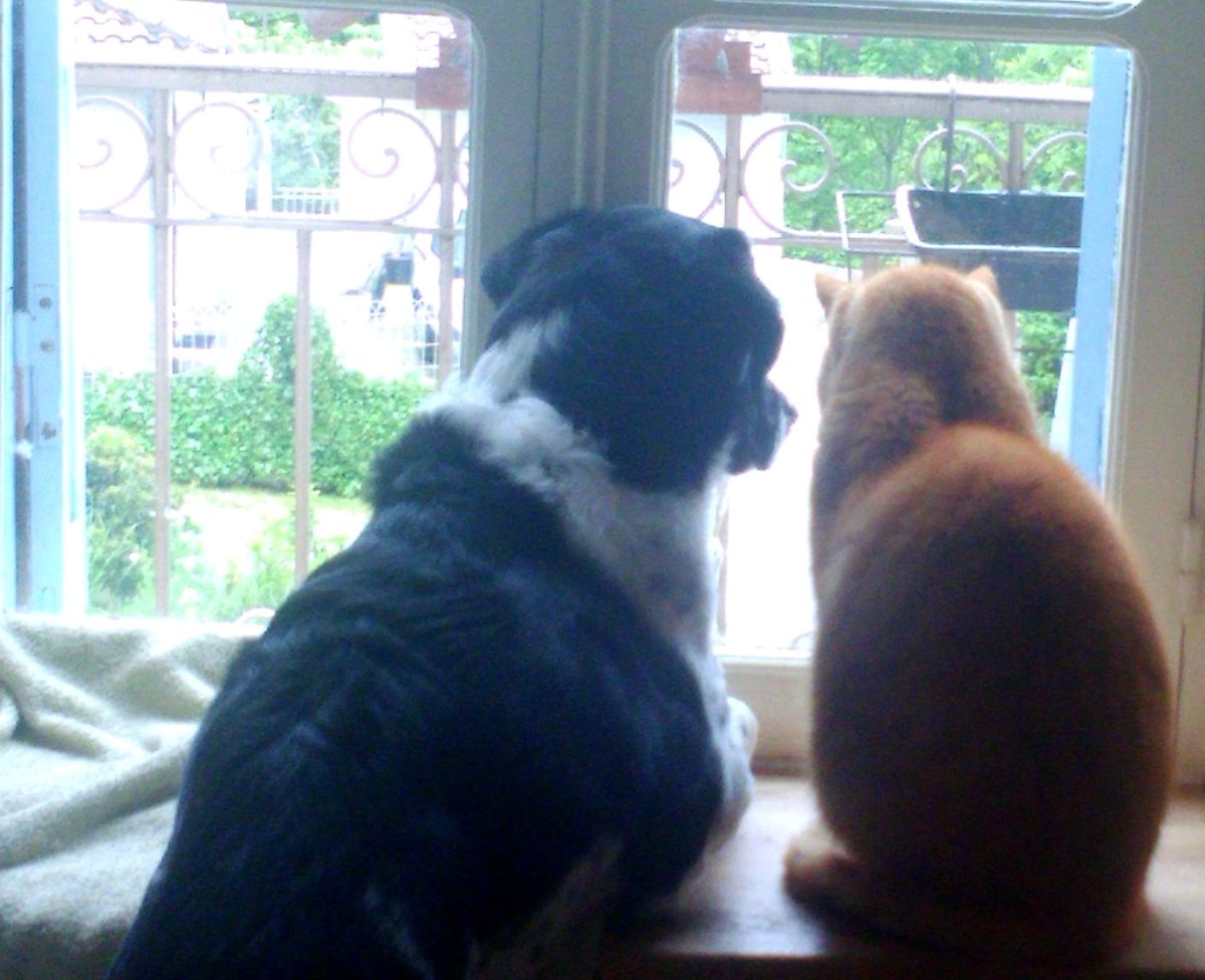 black and white dog and orange cat sitting together and looking out of the window