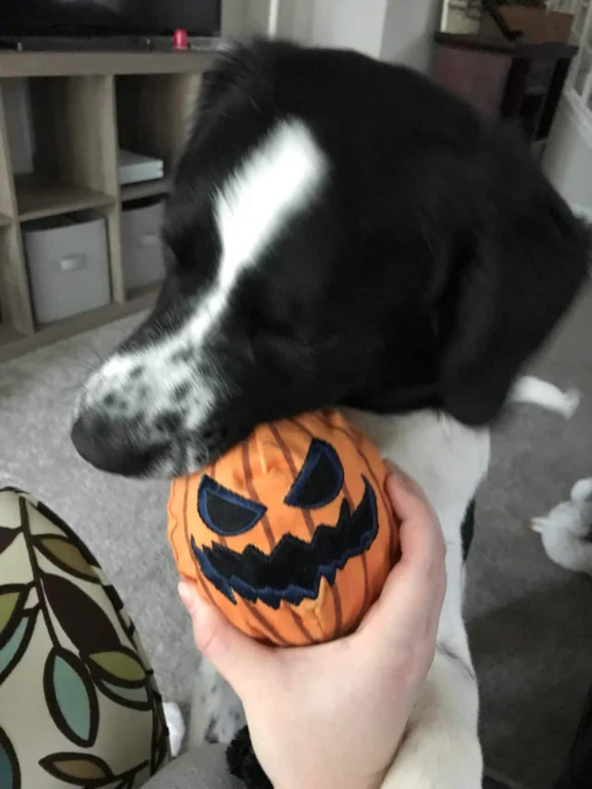 black and white dog biting an evil-looking orange cloth pumpkin