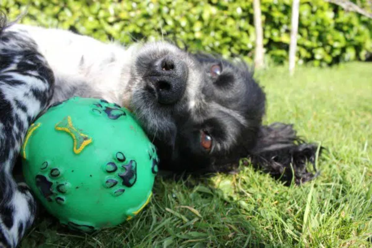 black and white dog laying on its side on grass with a green black and white ball