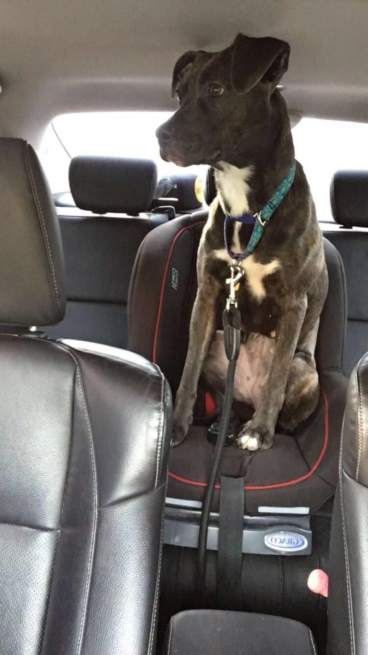 black and white dog sitting in a black child's car seat