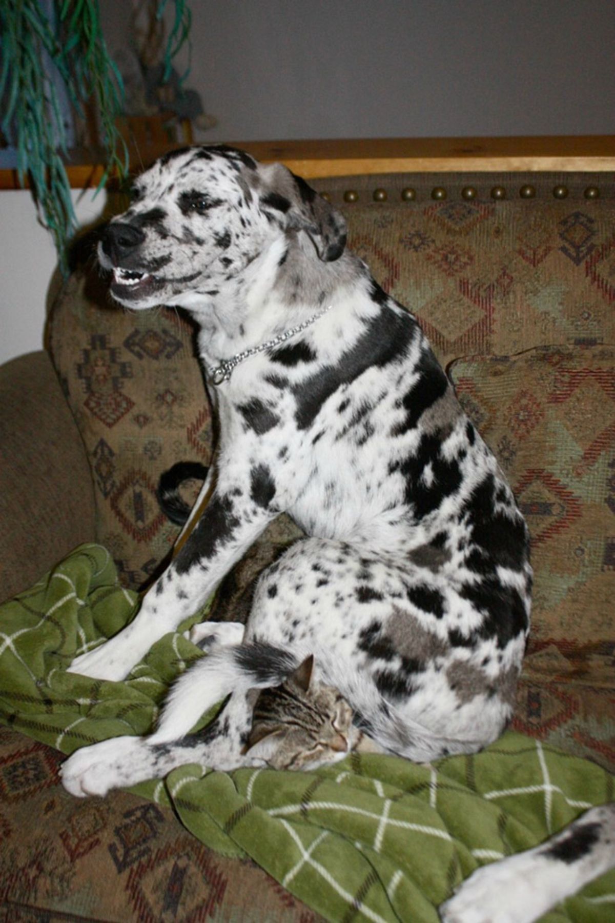 black and white dog sitting on a grey tabby cat