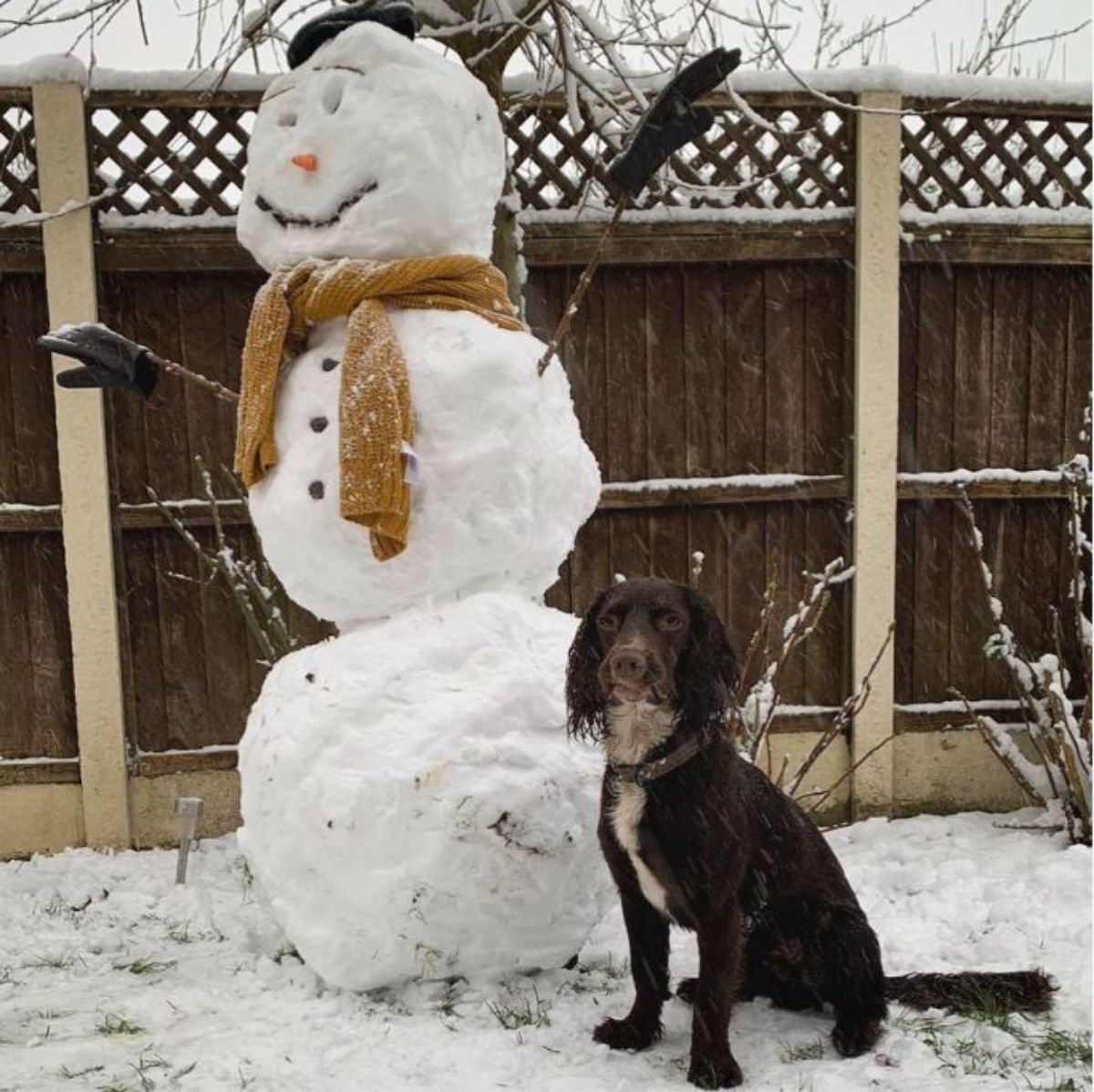 black and white dog sitting on snow next to a large snowman