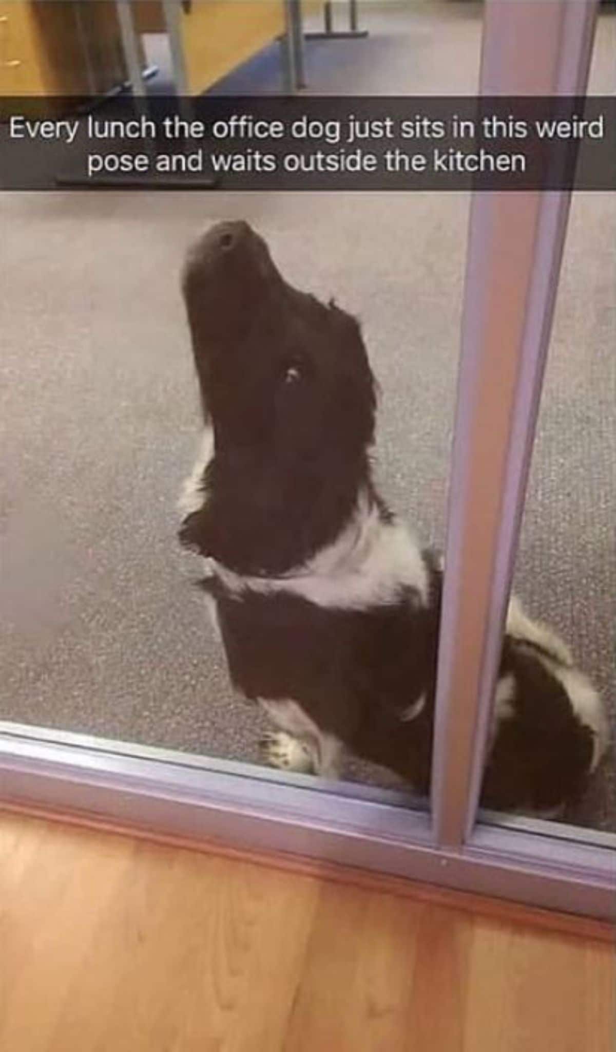 black and white dog sitting on the other side of a glass door with the caption Every lunch the office dog just sits in this weird pose and waits outside the kitchen