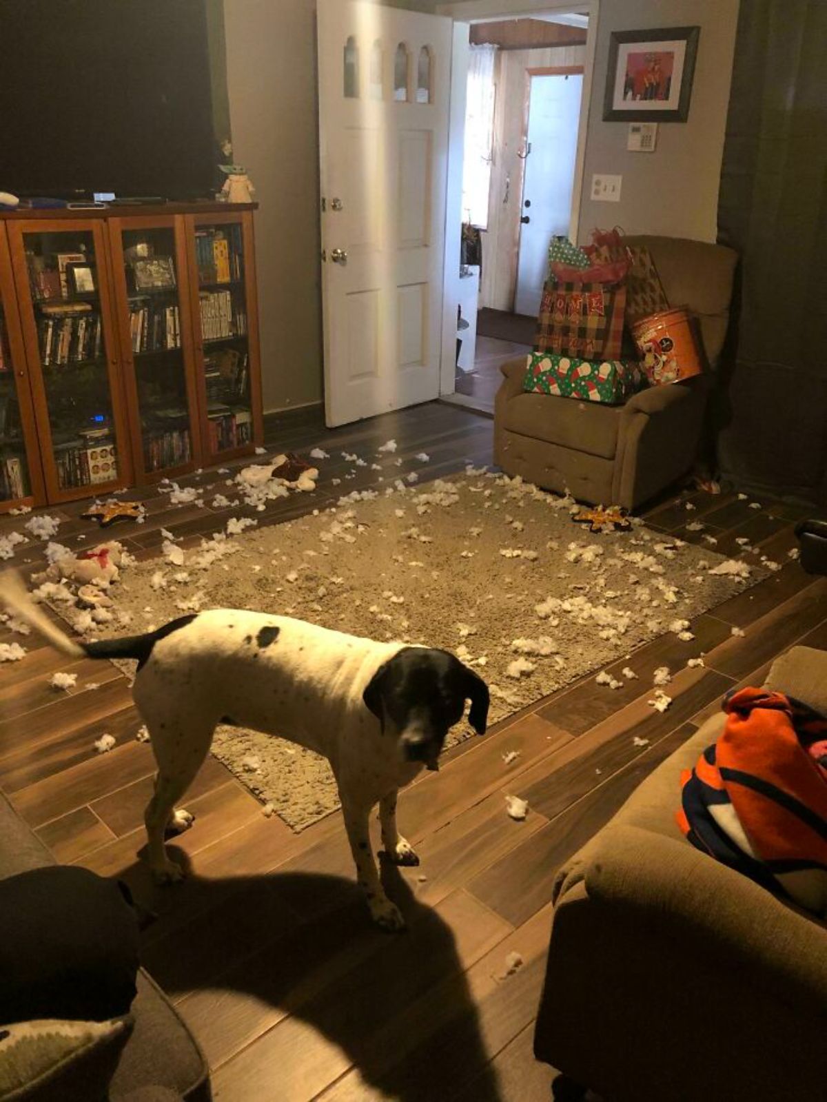 black and white dog standing in a living room with the white stuffing of a ripped out stuffed toy strewn around the room