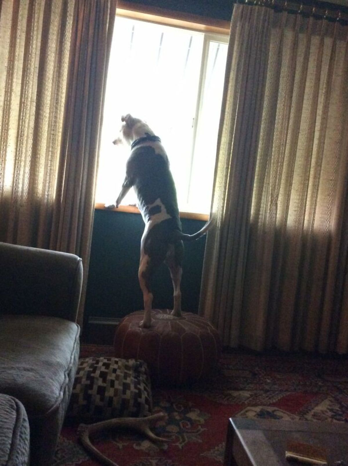 black and white dog standing on hind legs on a stool and looking out of a window