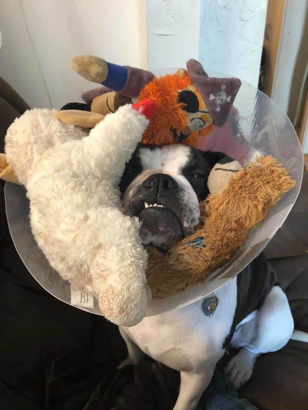 black and white dog wearing a transparent cone of shame with stuffed toys placed inside the cone around the dog's head