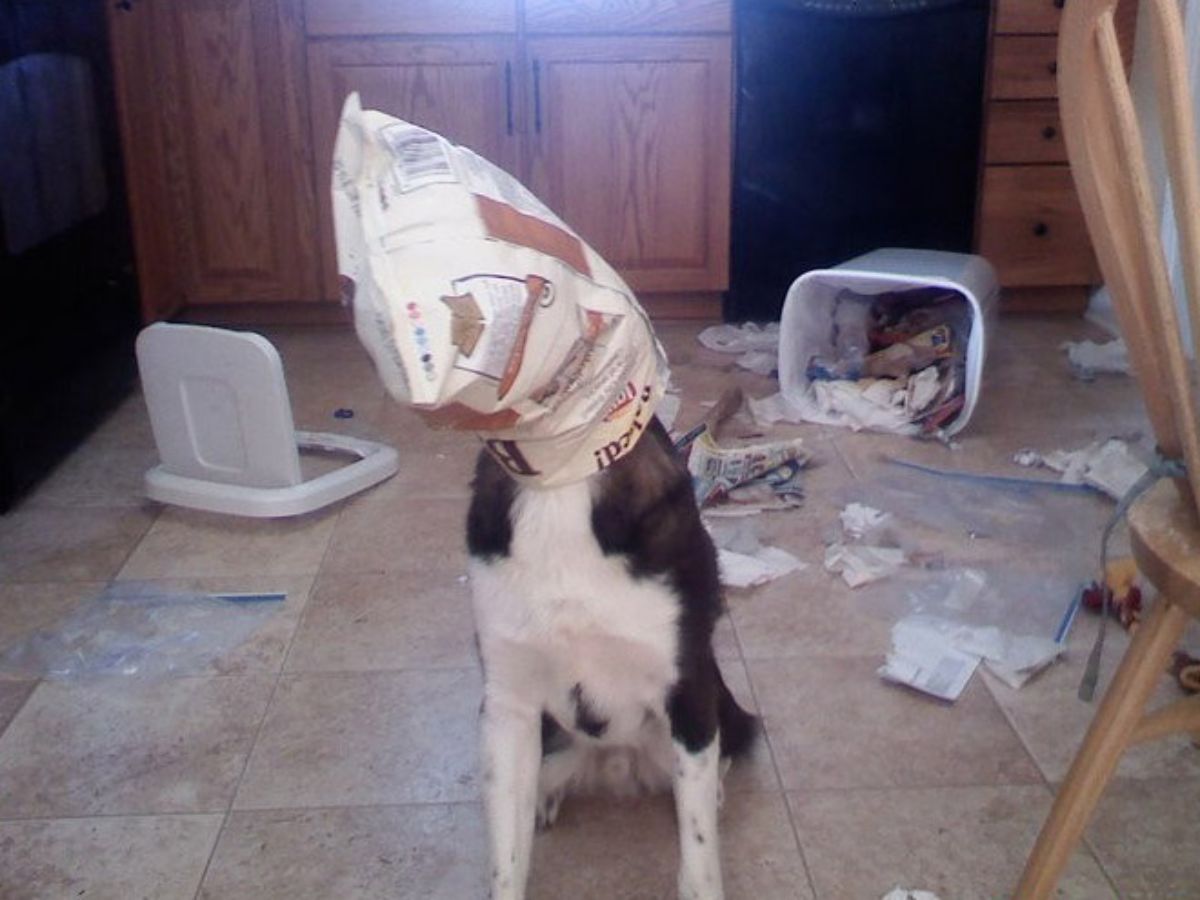 black and white dog with a food packet stuck on the head and the trash can and its contents strewn everywhere