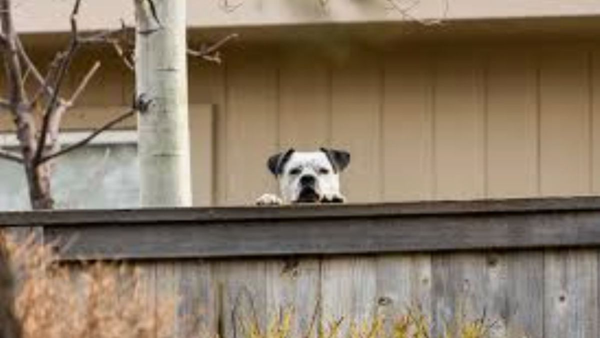 black and white dog's head peeking over a wooden fence