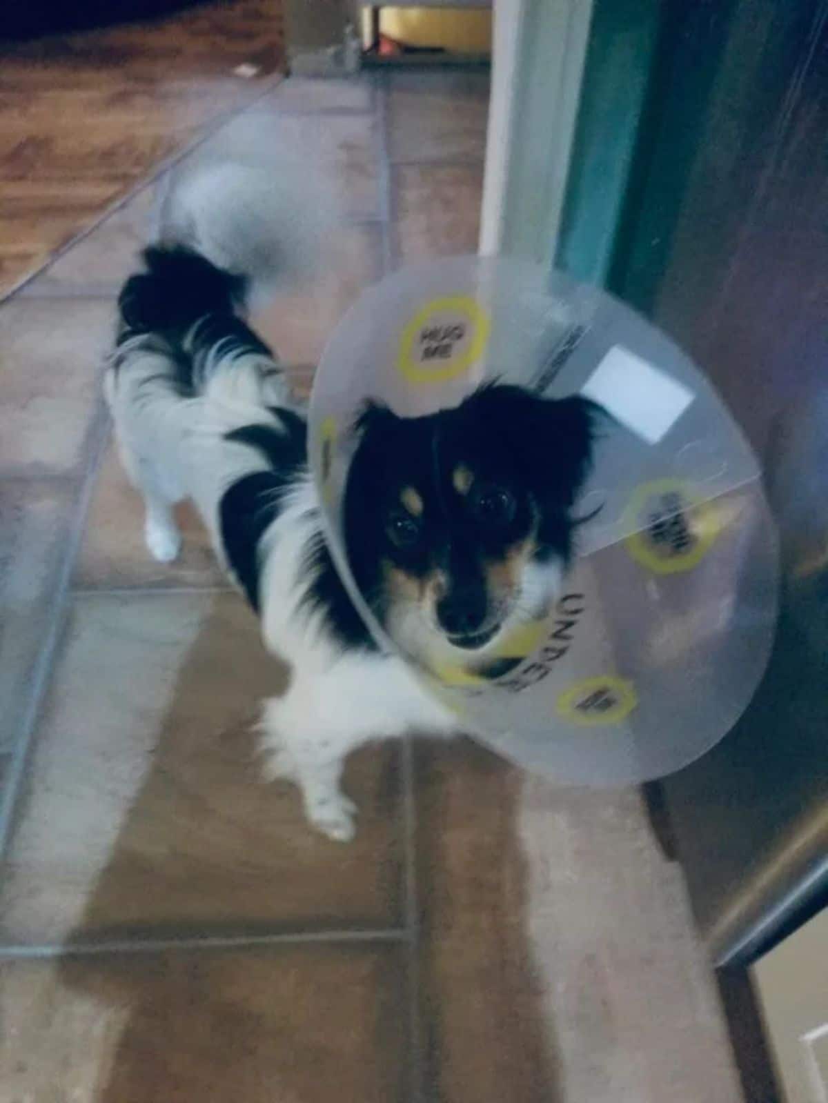 black and white fluffy dog wearing a transparent cone of shame