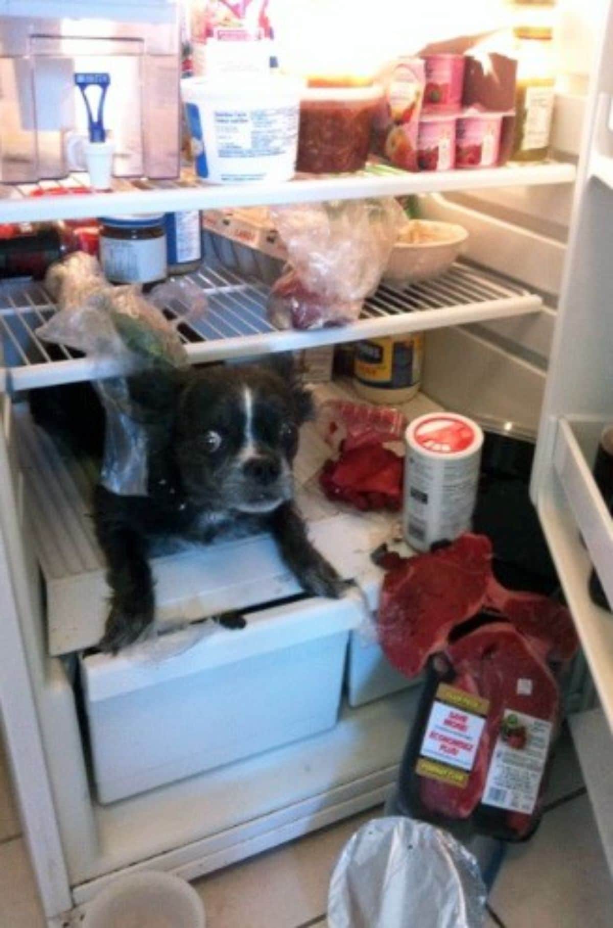 black and white french bulldog inside a fridge with food fallen out