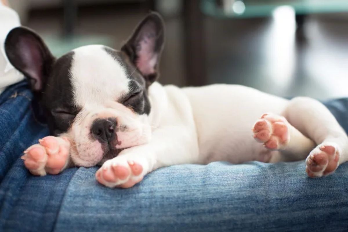 black and white french bulldog puppy sleeping on someone's lap