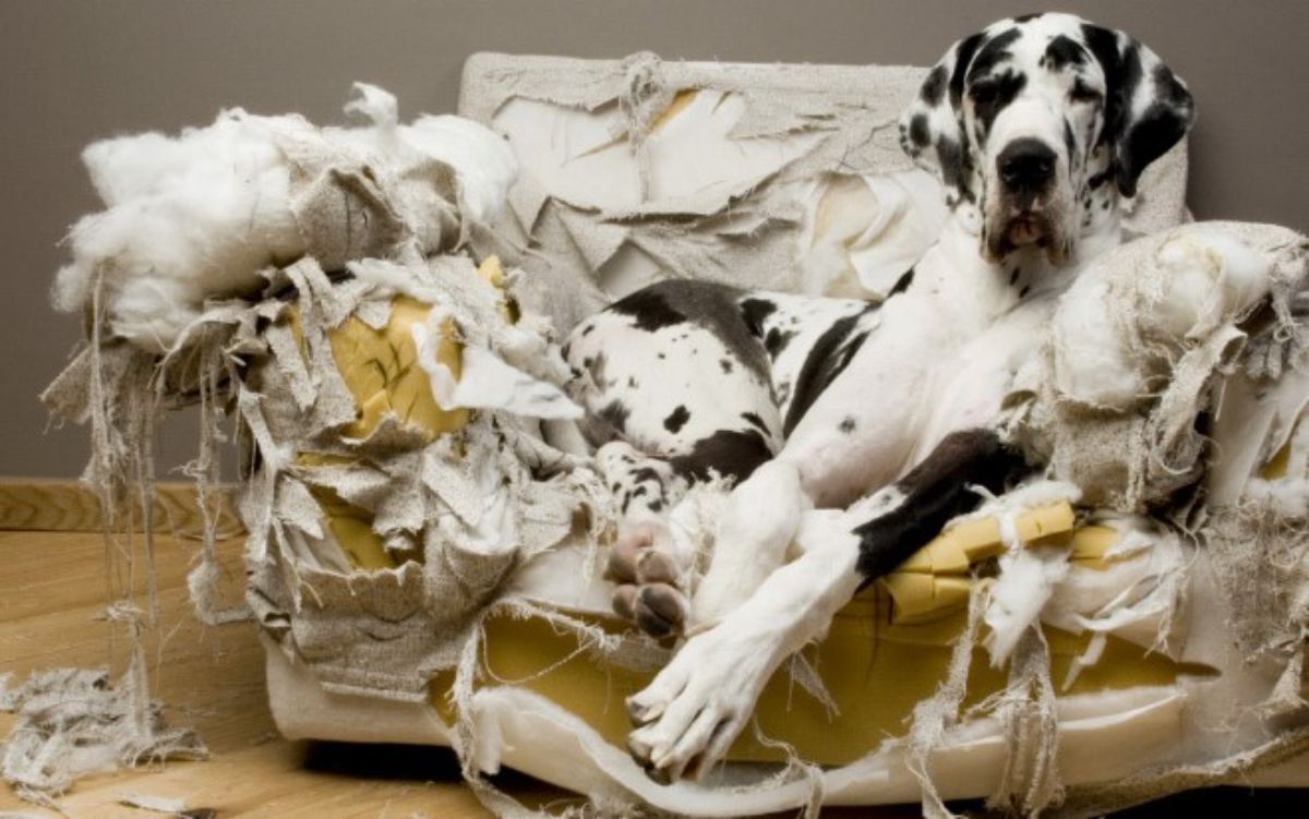 black and white great dane laying on a completely destroyed white couch