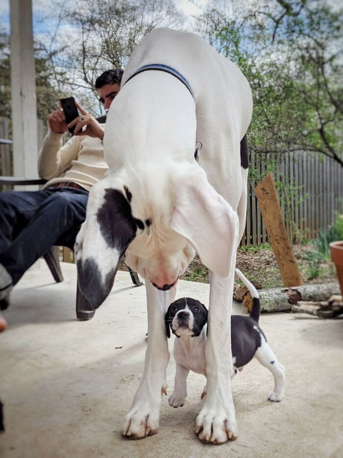 black and white great dane looking down at a tiny black and white puppy peeking up from under the large dog's front feet