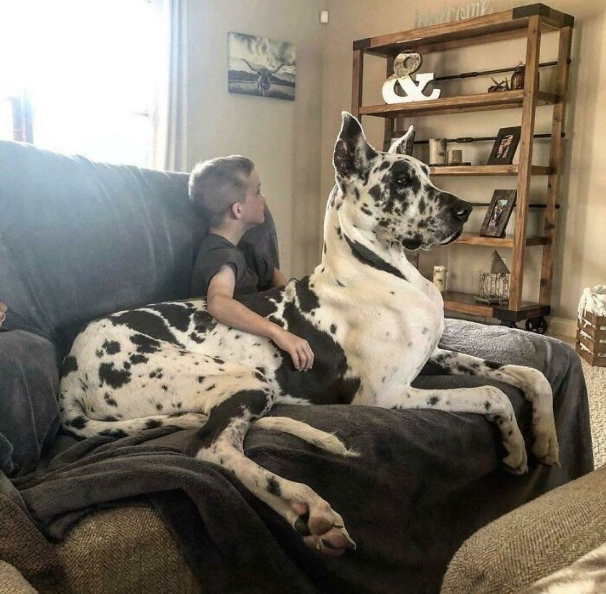 black and white great dane sitting across the lap of a boy sitting on a sofa