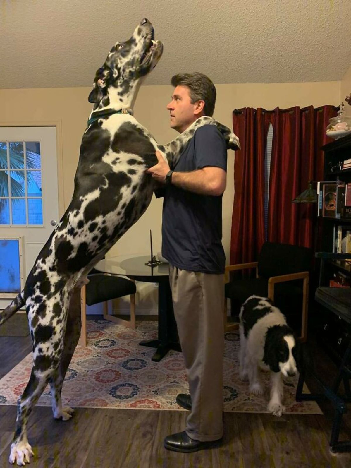 black and white great dane standing on hind legs with front paws on a man's shoulders