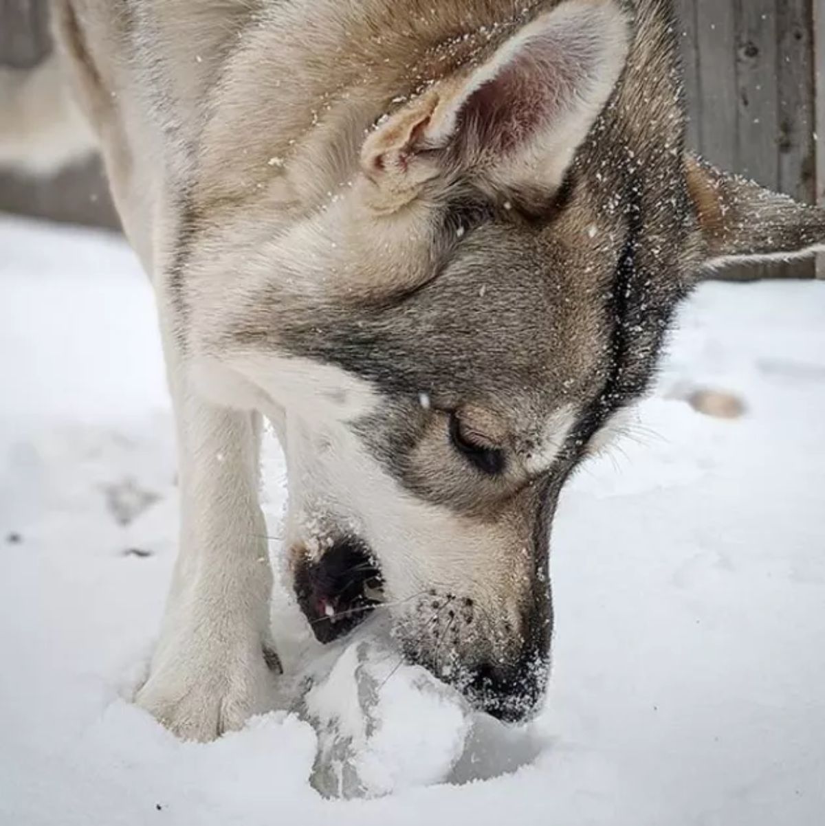 black and white husky eating snow