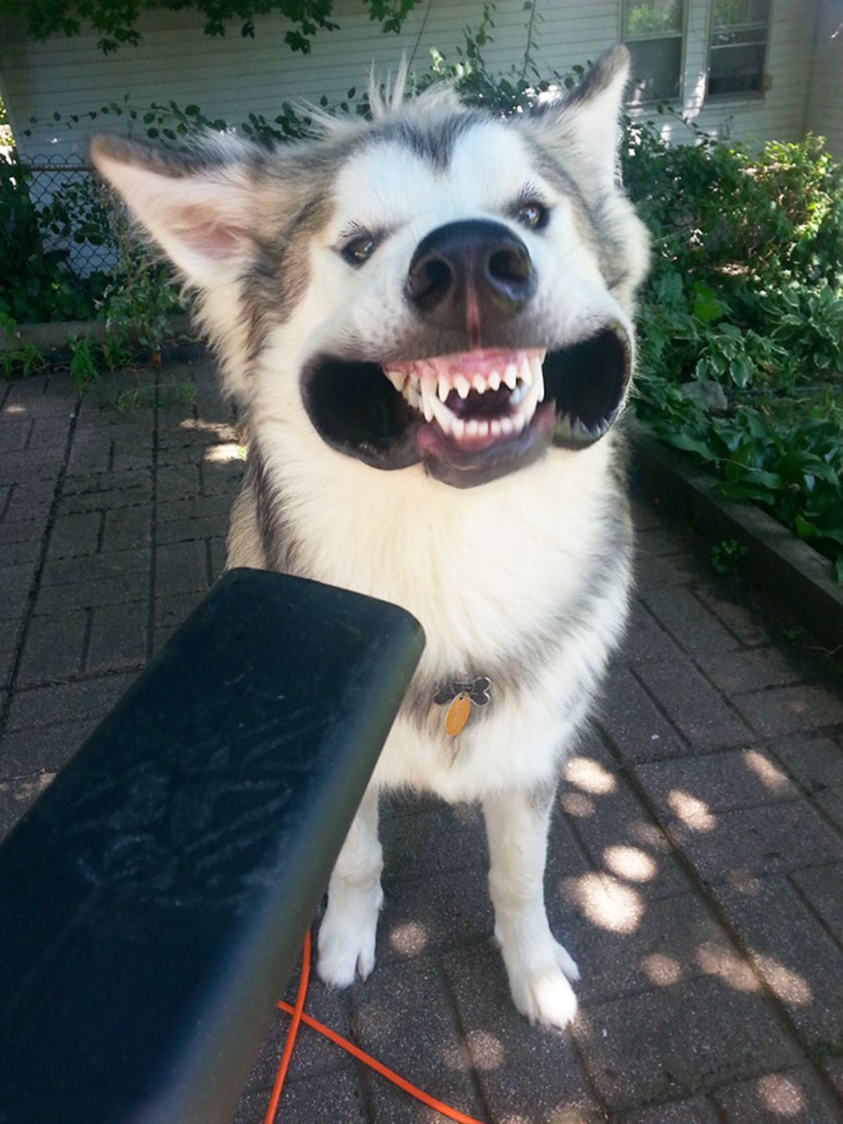 black and white husky having the lips blown back with a leaf blower