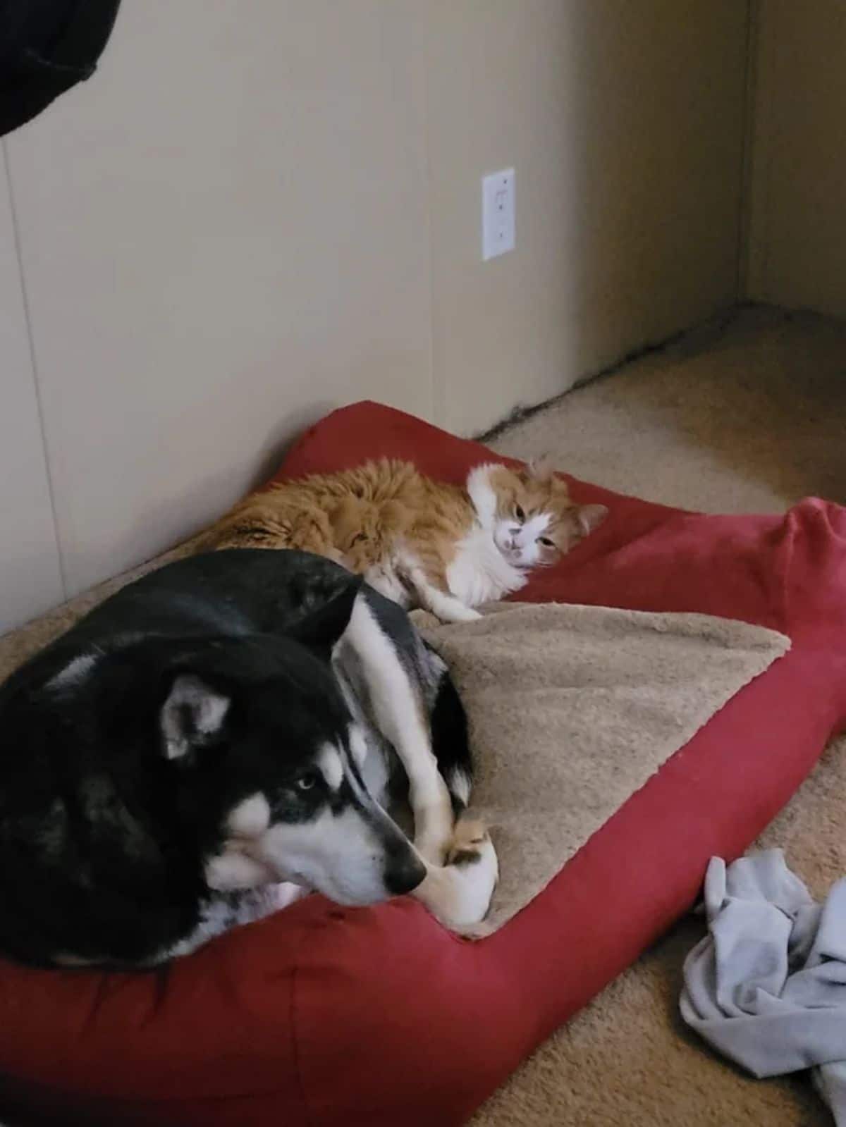 black and white husky laying on a red dog bed with an orange and white cat