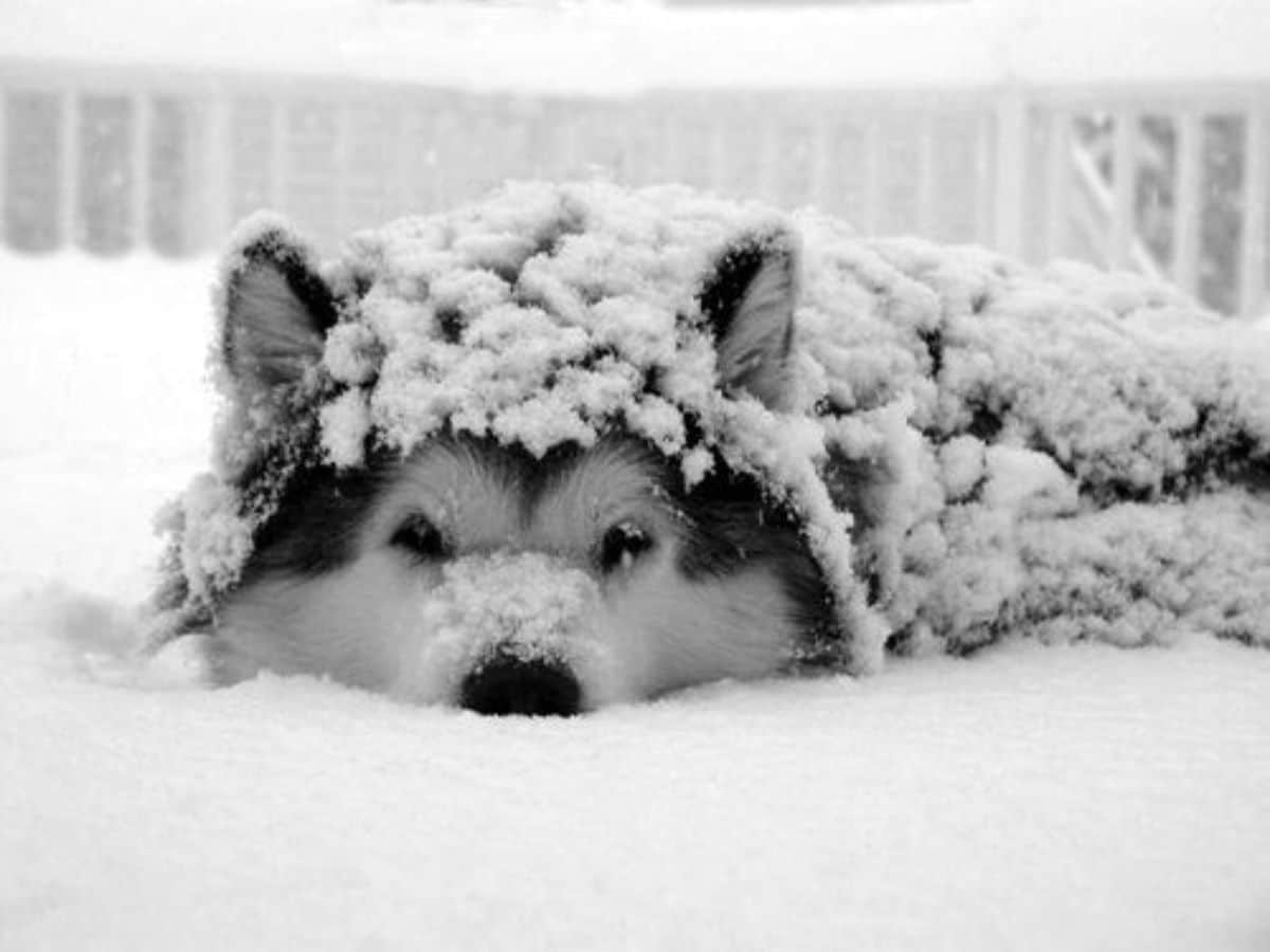 black and white husky laying on snow with snow covering the body