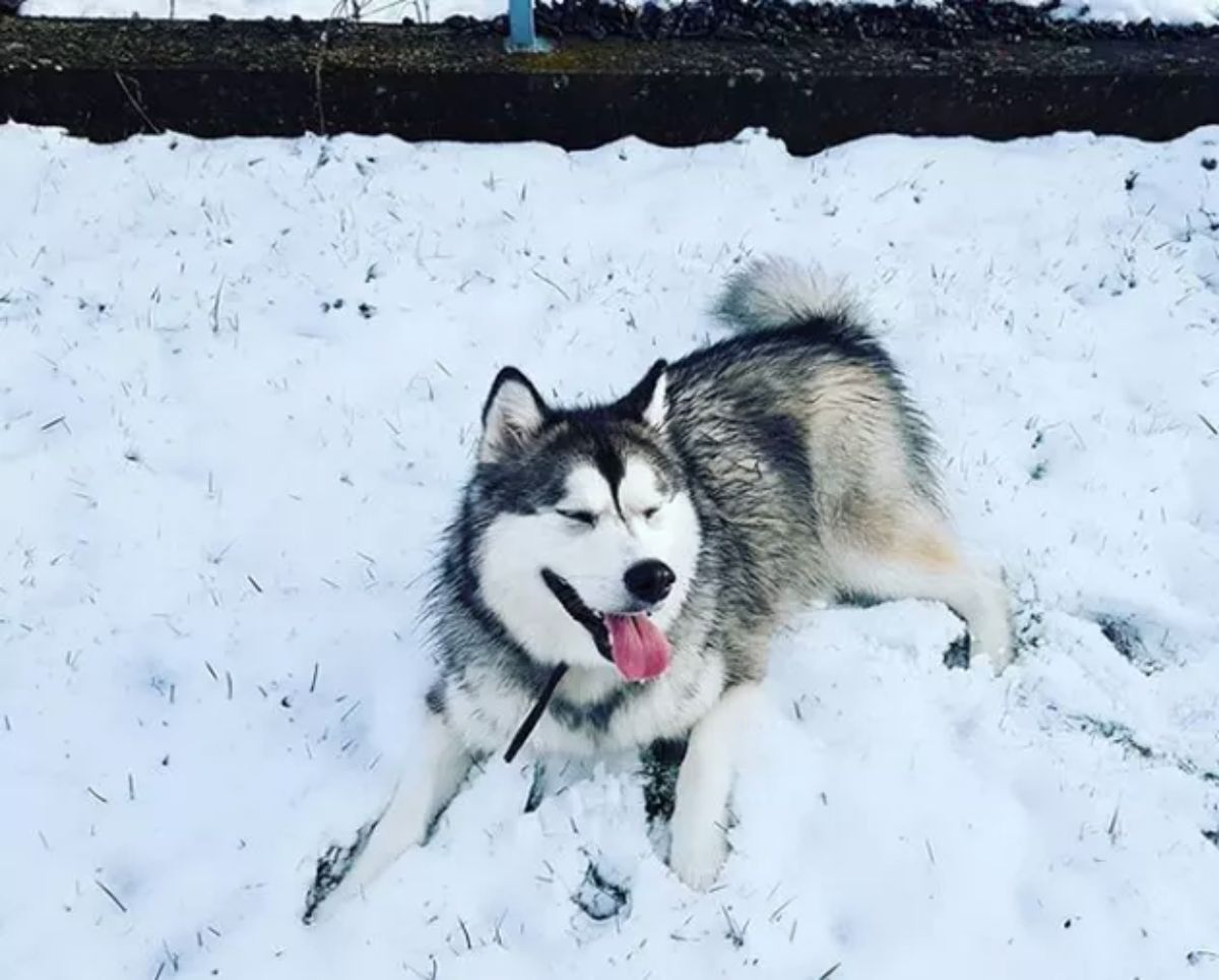 black and white husky laying on snow