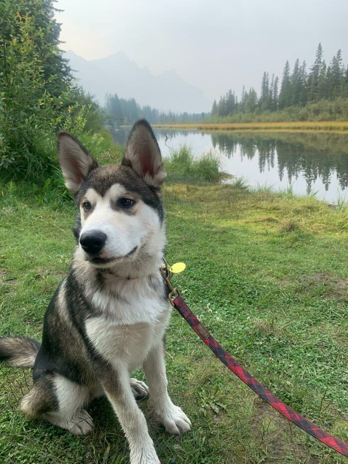 black and white husky on a black and red plaid leash sitting on grass by a lake