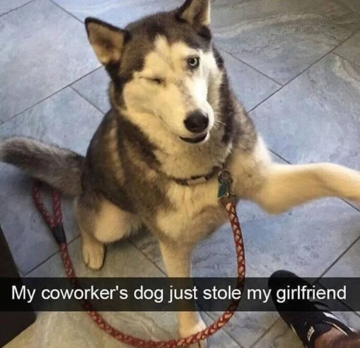 black and white husky sitting on the floor winking with the caption My coworker's dog just stole my girlfriend