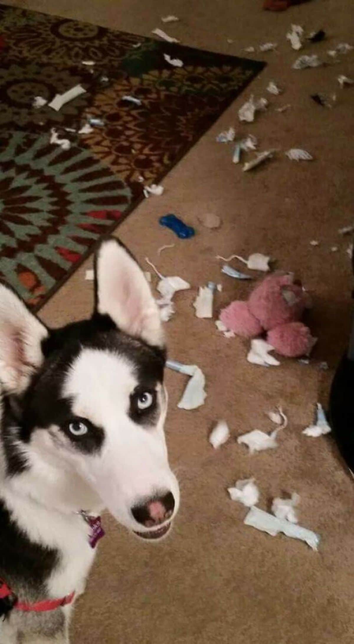 black and white husky standing in front of ripped uo tampons all around the floor