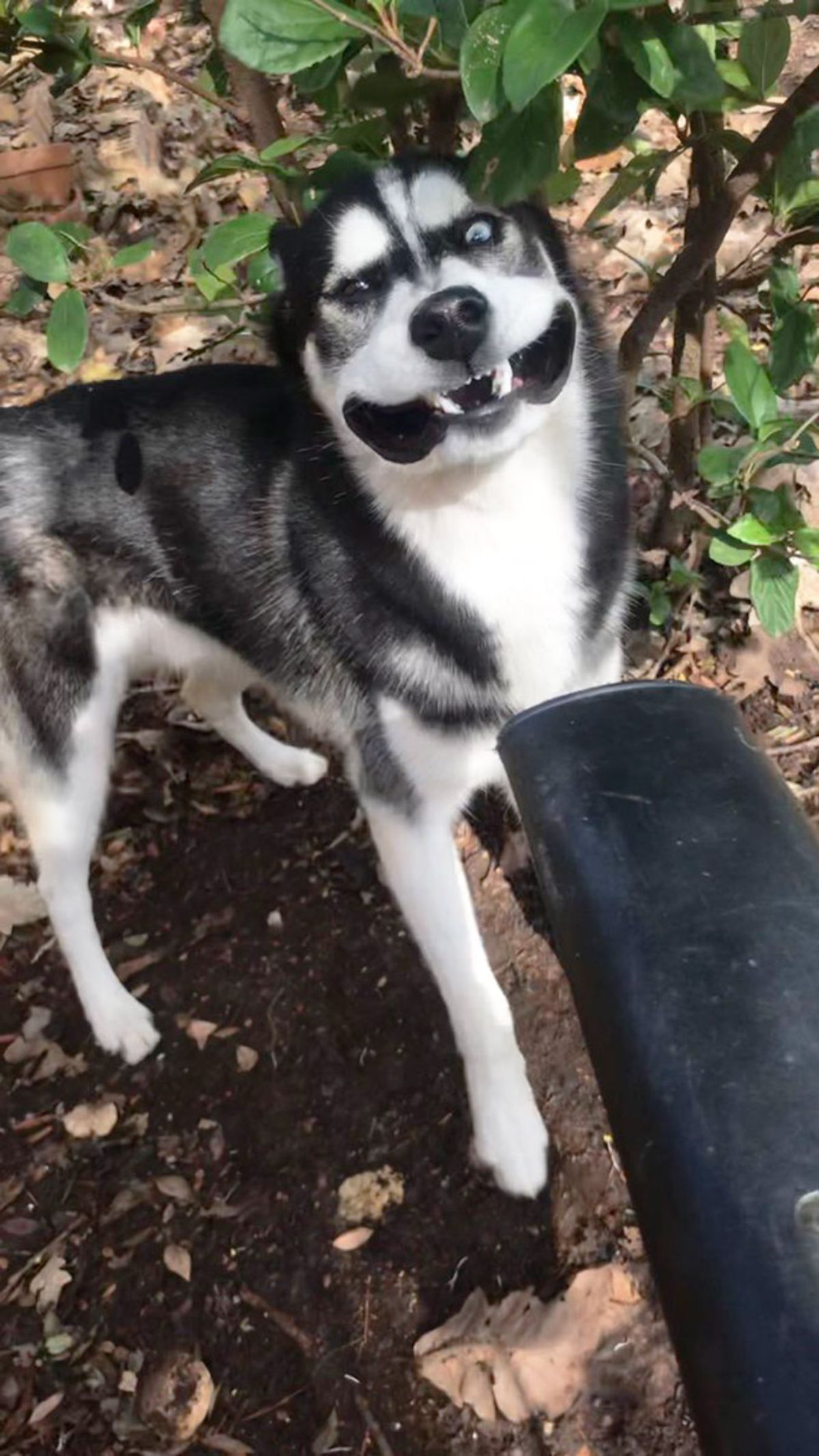 black and white husky with a leaf blower in its face