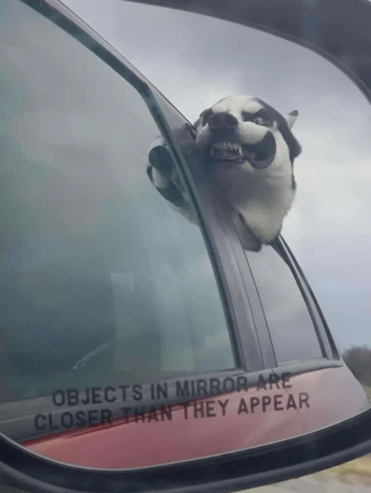 black and white husky with the head sticking out of a car window with the wind blowing the lips back